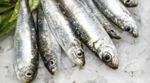 sardine